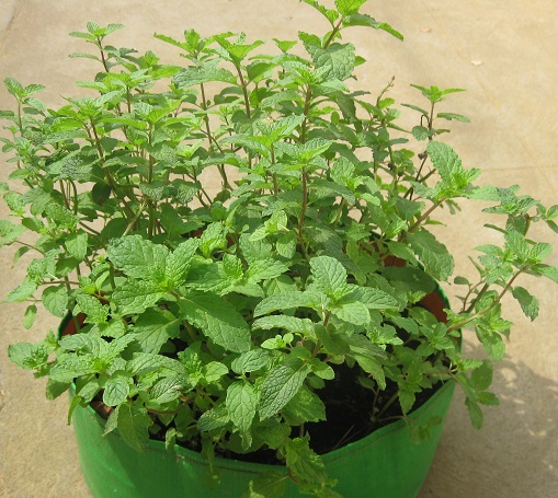 GROWING MINT IN COCO PEAT