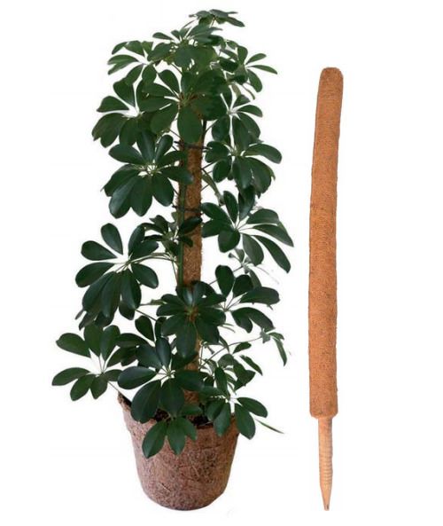 COCO COIR POLE COCONUT COIR FIBRE PLANT SUPPORT STAKE - Blog