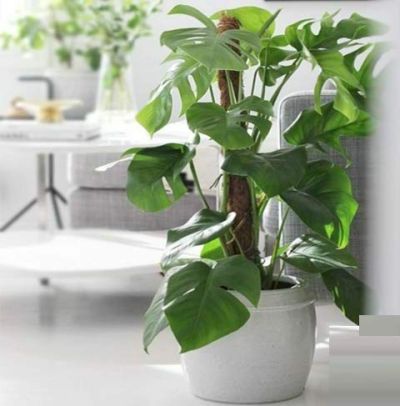 Coconut Coir Fibre Coco Pole Plant Support stake wood base Indoor Outdoor plants creepers 3 Feet